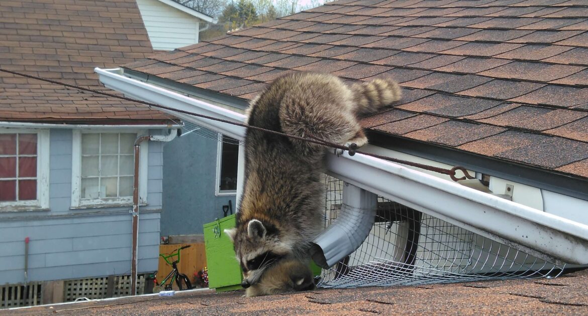 5 Fun Facts About Raccoon Intelligence