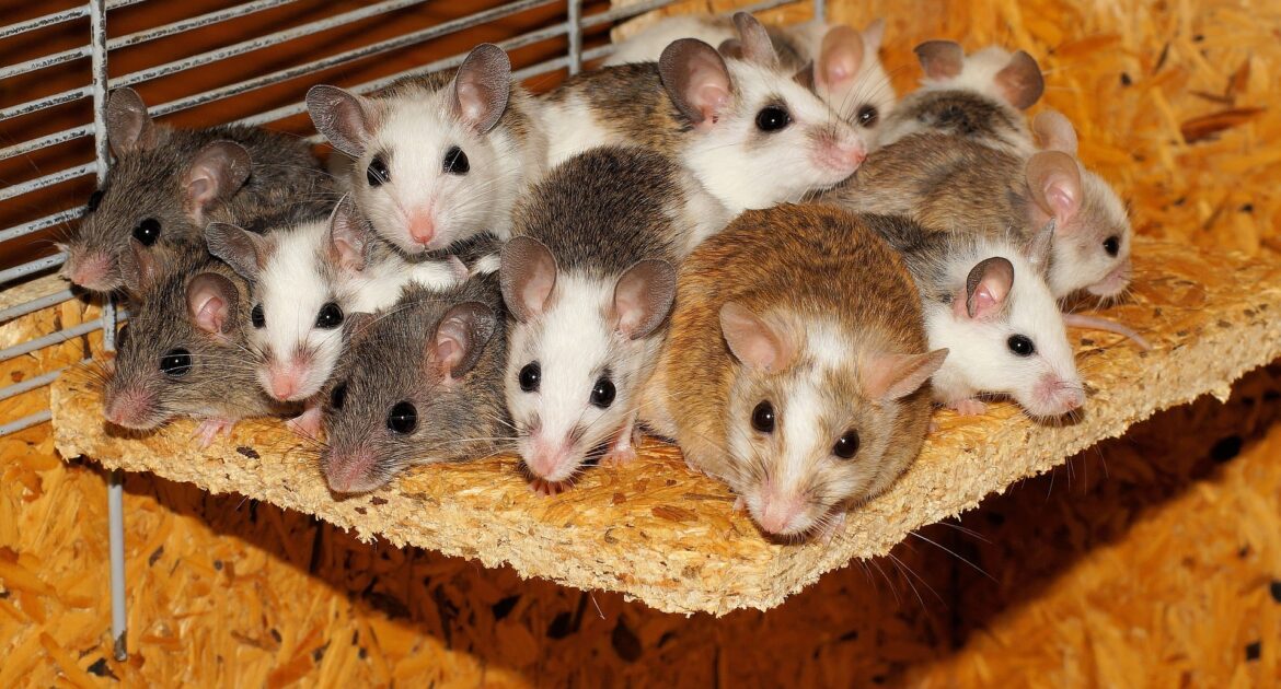 Mice Removal Coquitlam