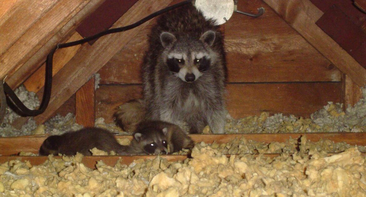 Raccoon Removal Hamilton