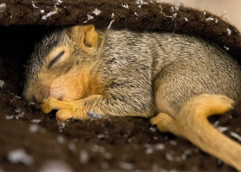 Kitchener Wildlife Removal Do Squirrels Go Out At Night