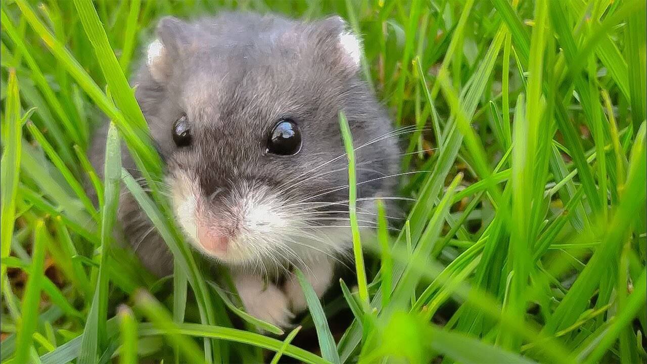 baby field mouse eyes closed