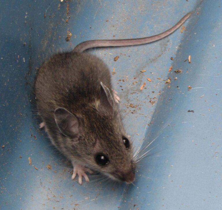 How To Manage Mice In Commercial Spaces?