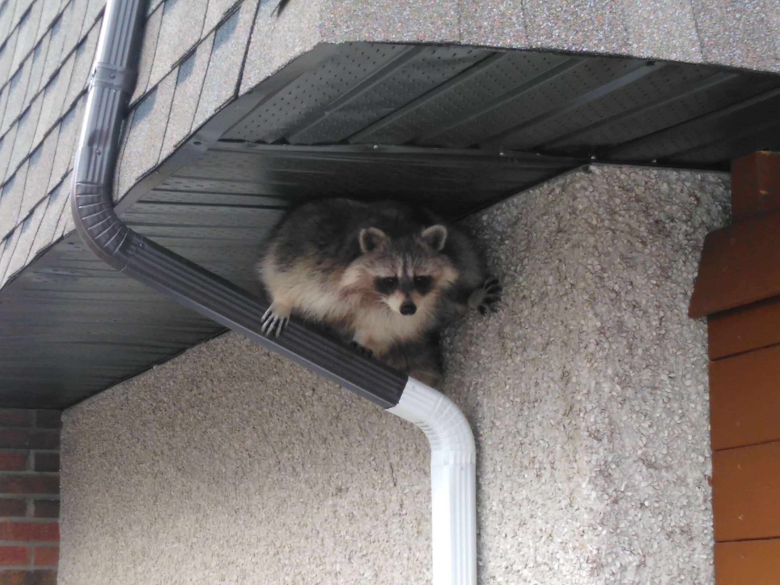 Raccoon Removal Coquitlam