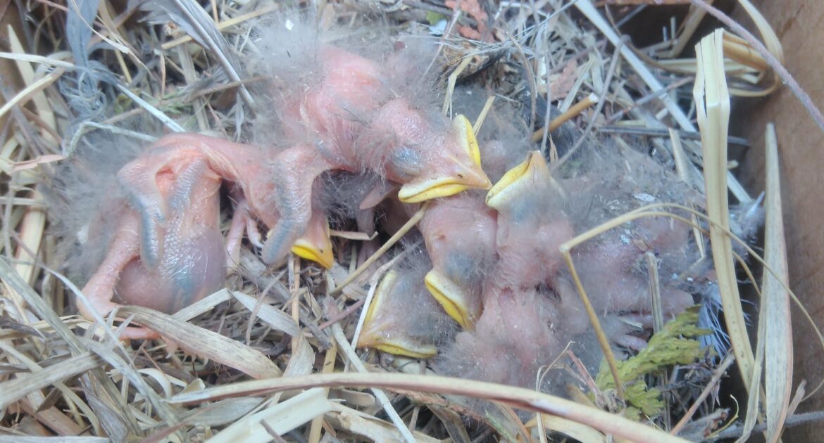 Bird Removal Montreal