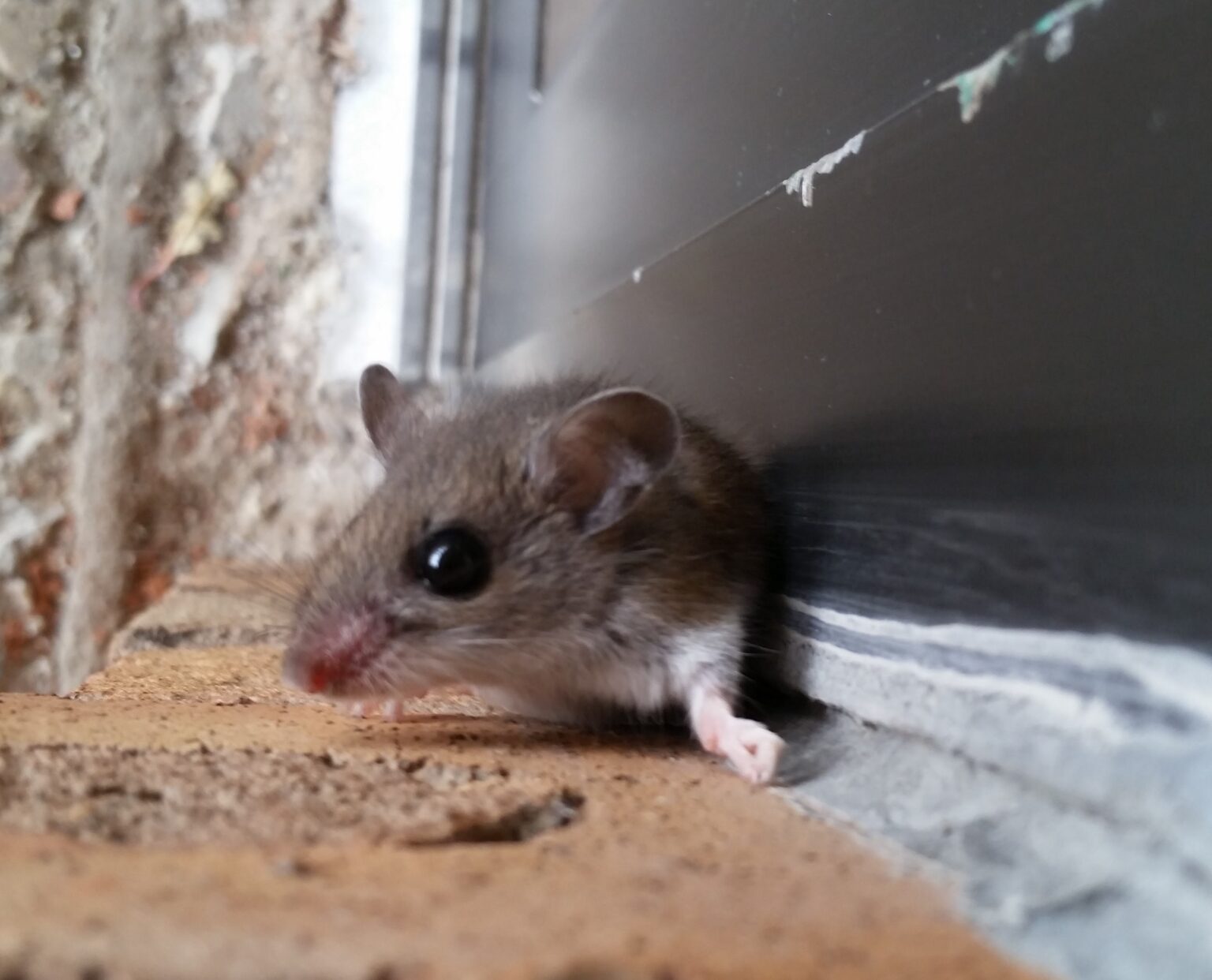 How Can You Get Rid Of Mice In Your Garage