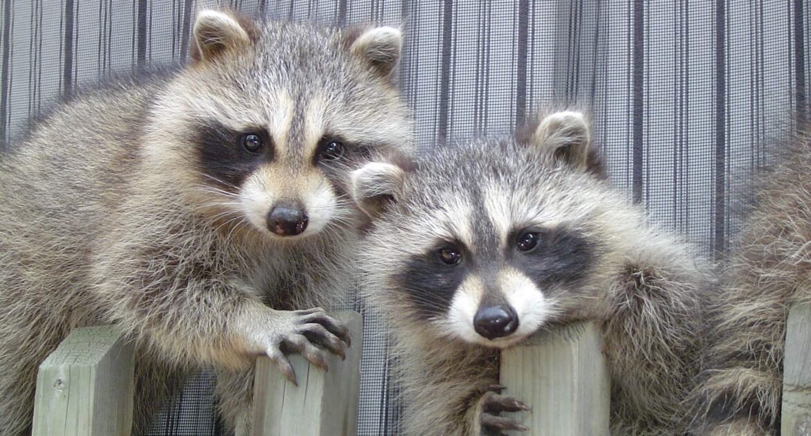 Raccoon Removal Coquitlam