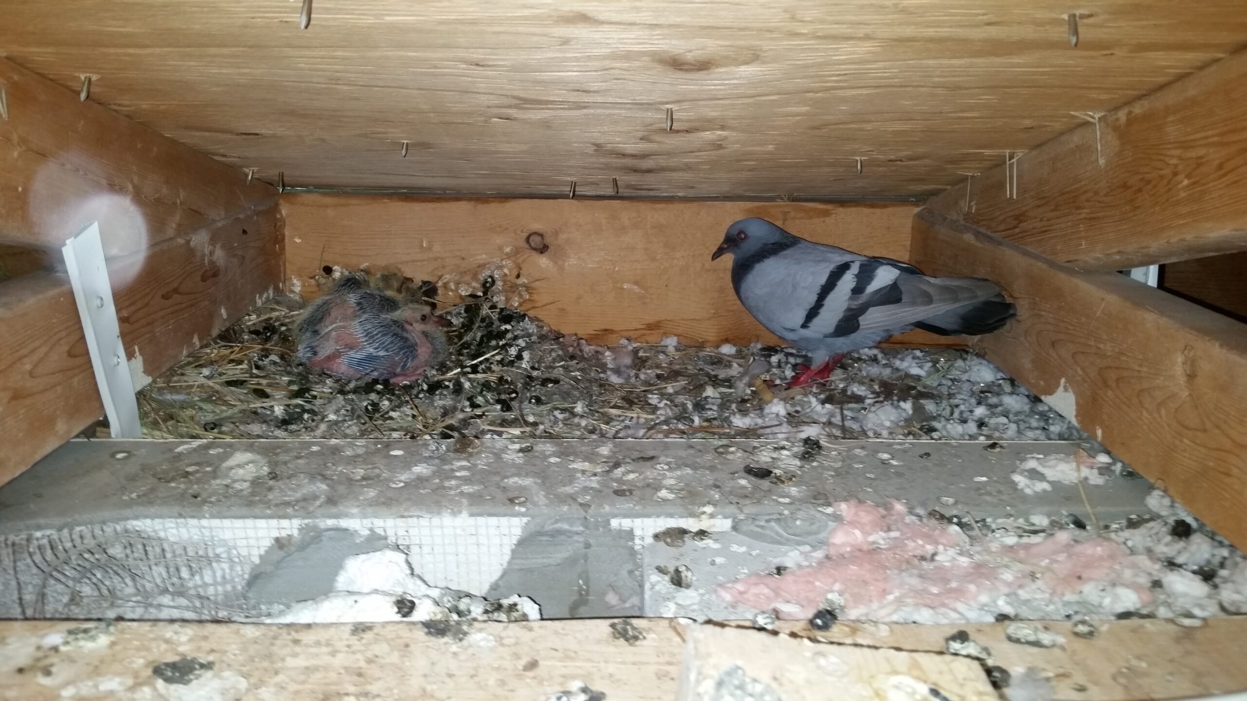 How To Stop Birds Nesting In Roof Home Interior Design