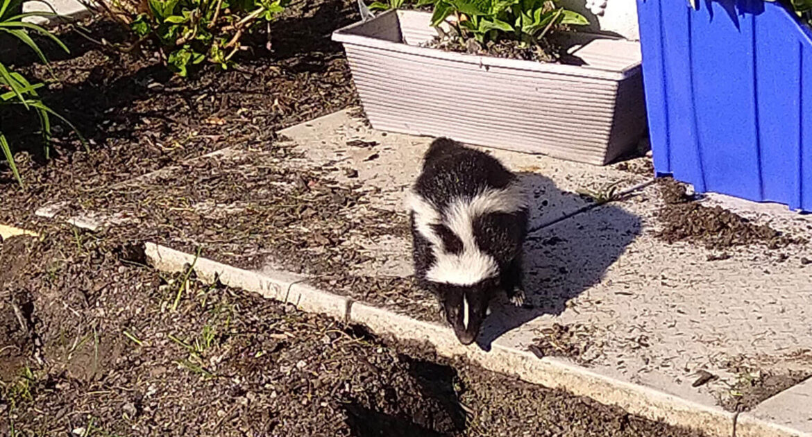 Skunk Control Durham