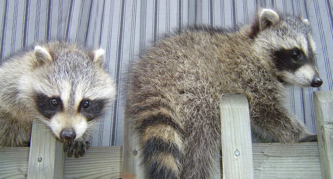 Raccoon Removal Milwaukee