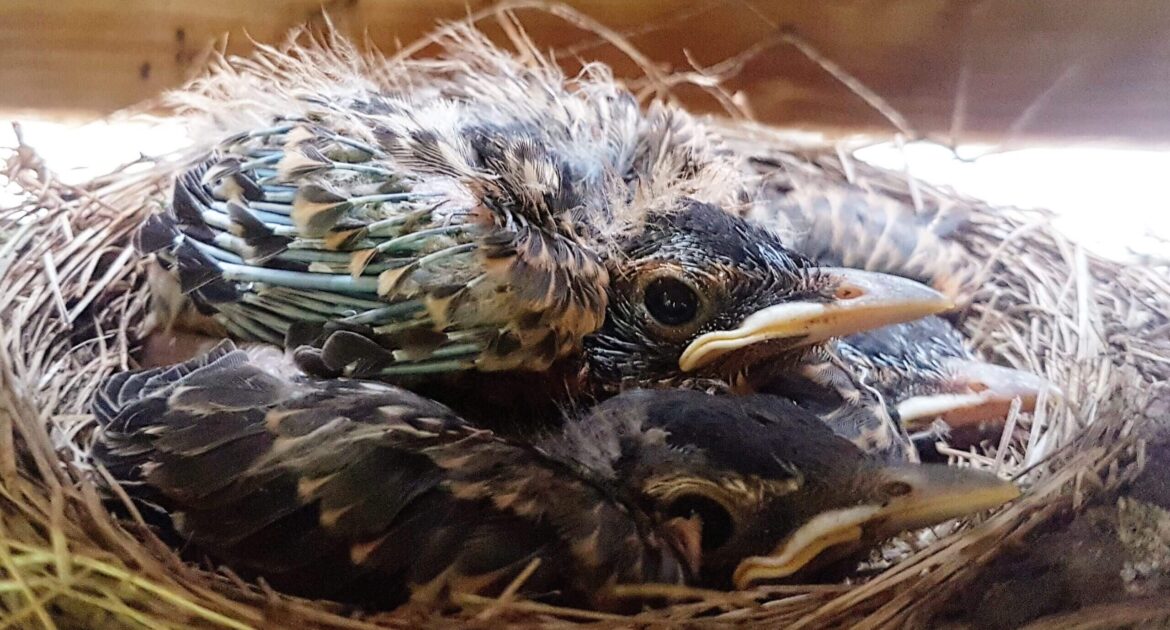 Bird Removal Newmarket