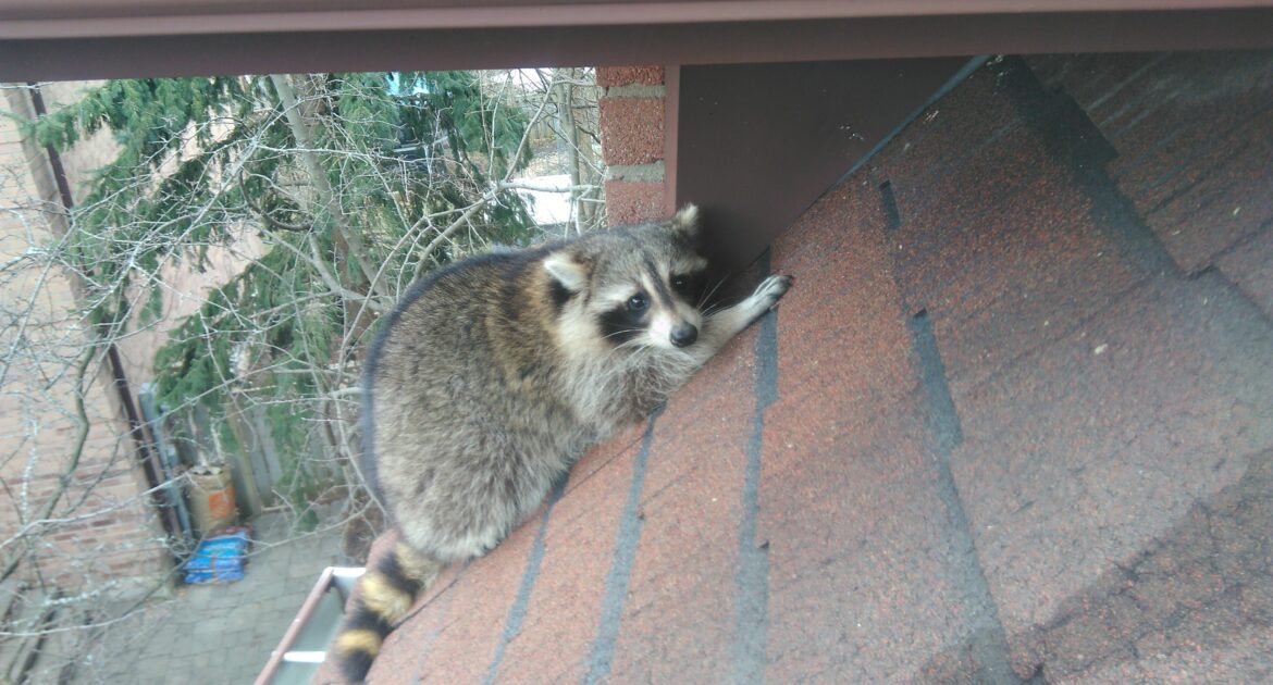 Raccoon Control Newmarket