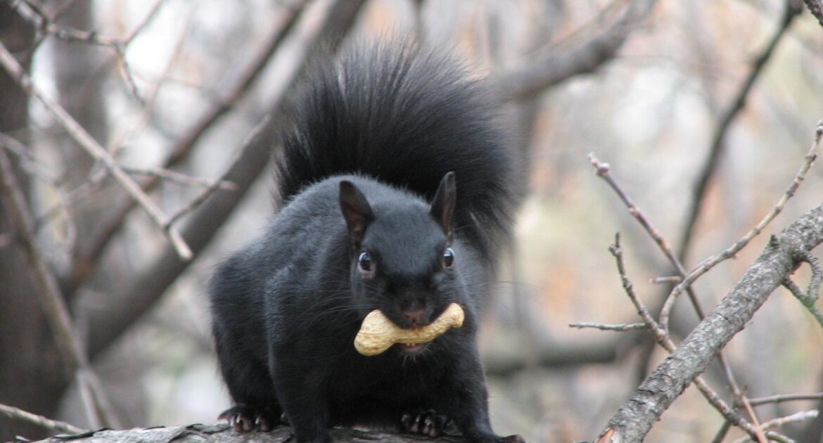 Squirrel Removal Okanagan