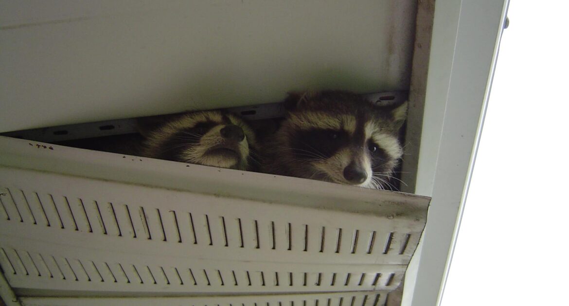 Raccoon Removal Waukesha