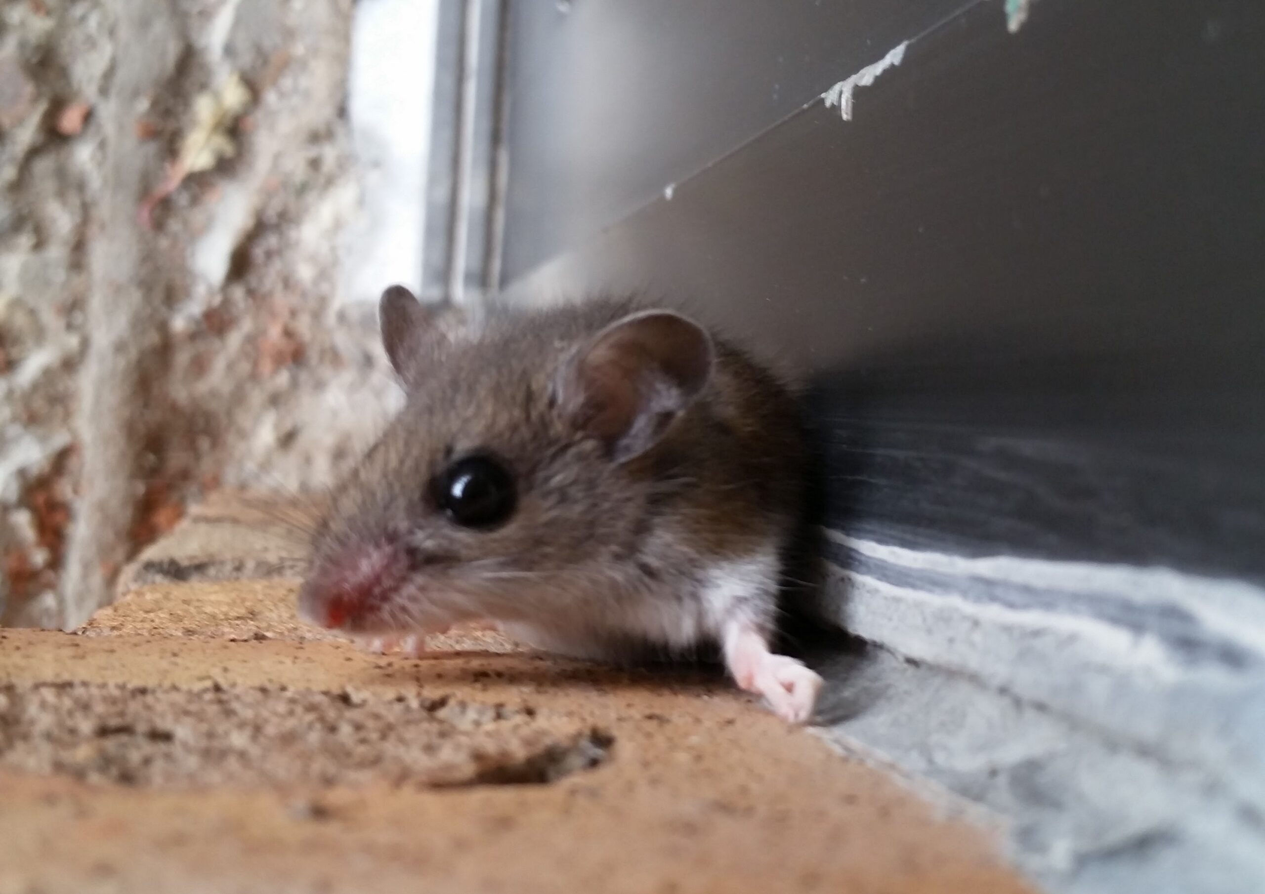 What Is Rodent Season and How Long Does It Last?