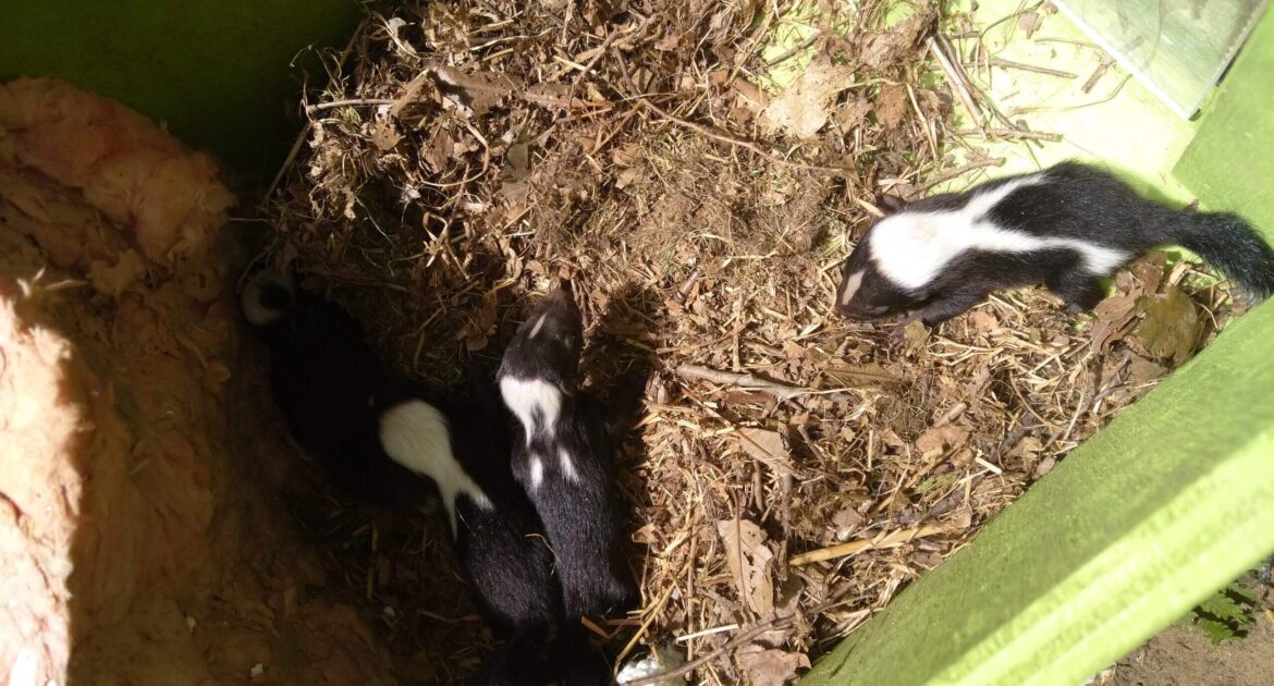 baby skunks