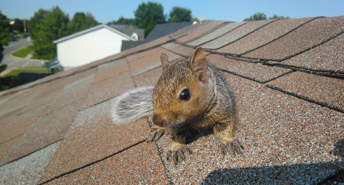 Durham Wildlife Removal - When To Expect Baby Squirrels