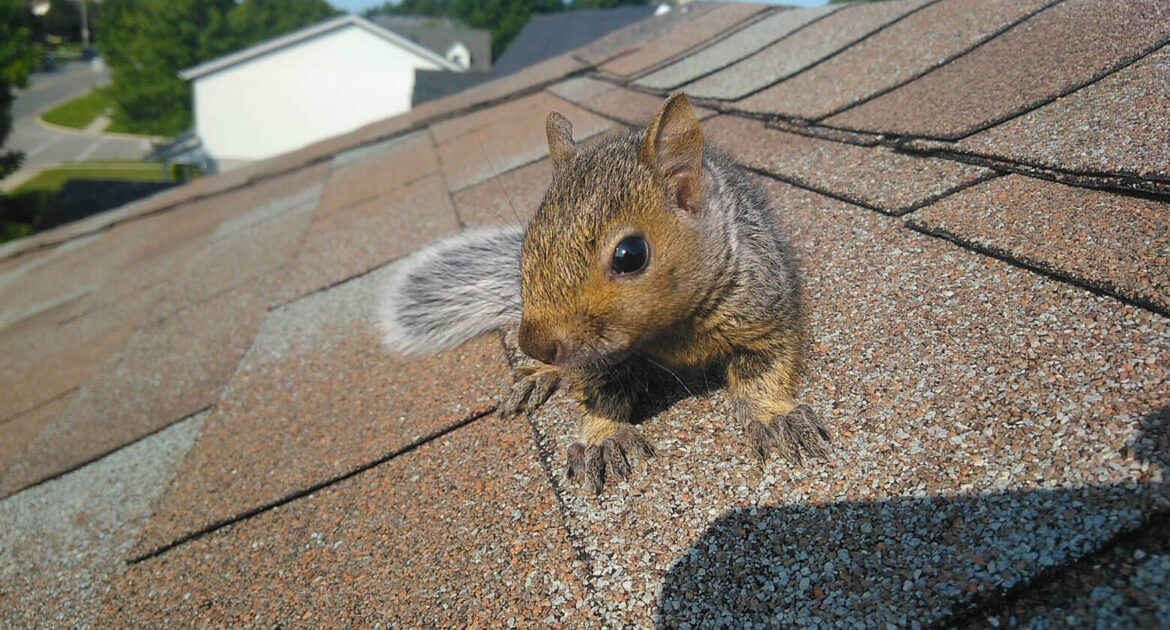 Squirrel Control Barrie