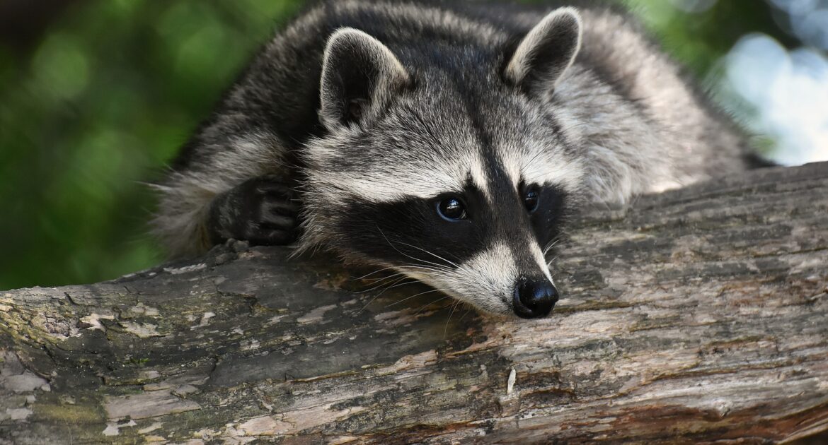 Raccoon Removal Barrie