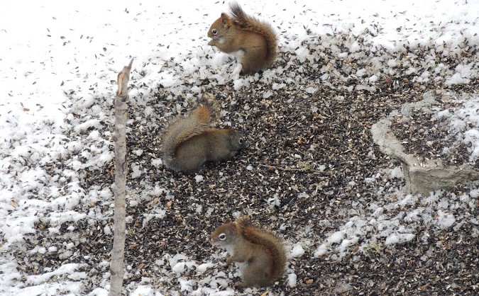 How Do Squirrels Stay Active In The Winter?