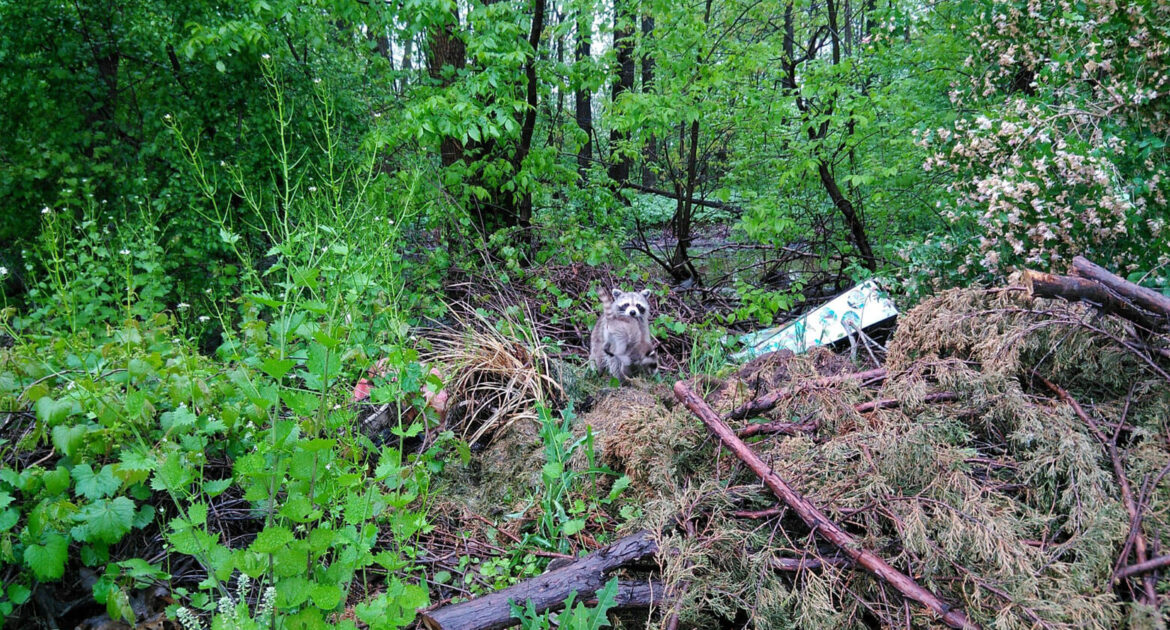 Raccoon Removal Okanagan