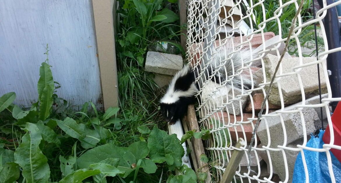 Skunk Removal Madison