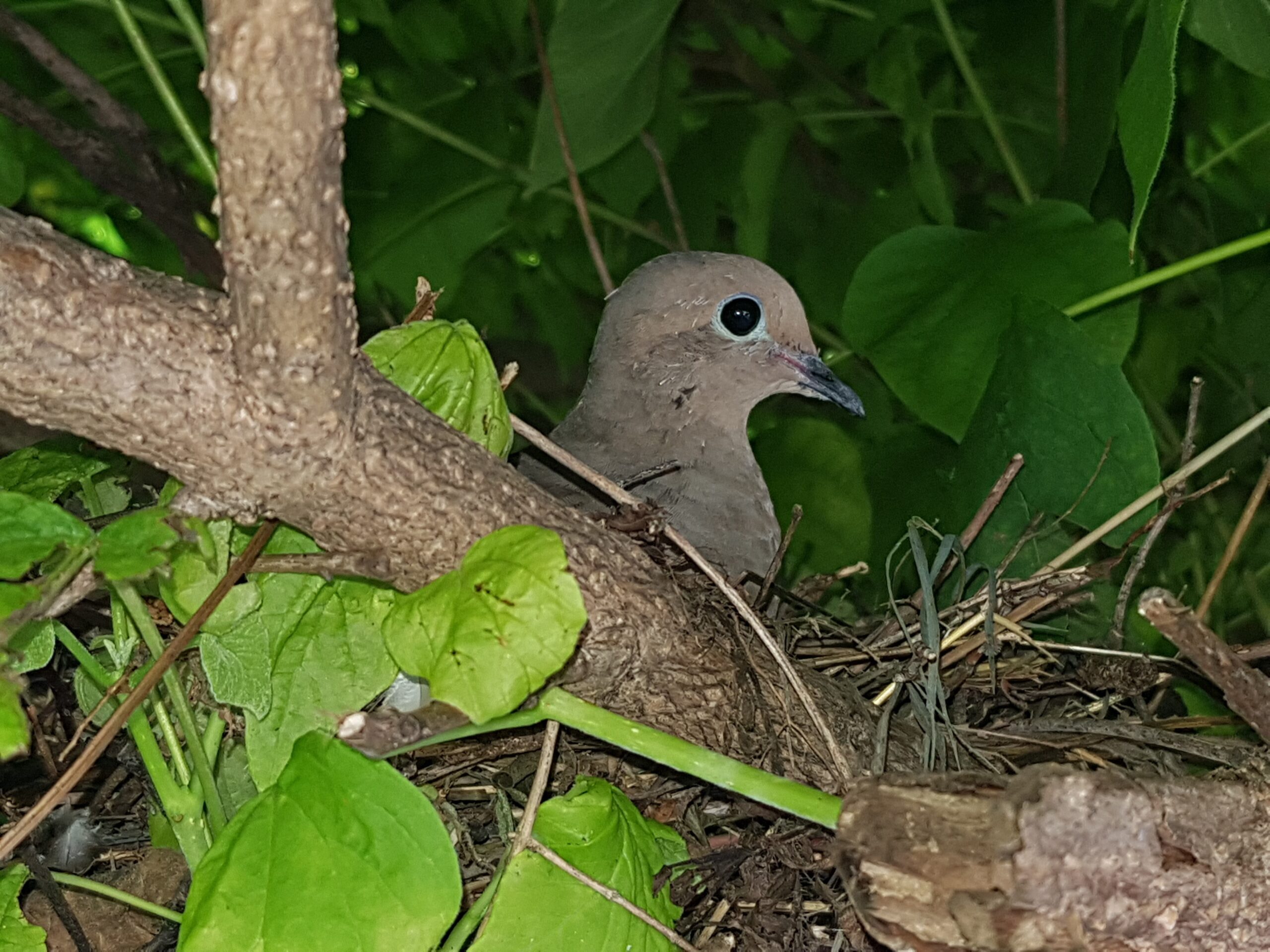 Milwaukee Bird Removal What Is Courtship Behavior In Birds 