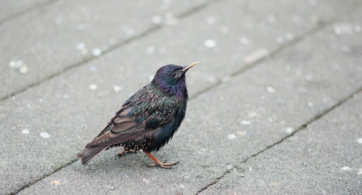 Bird Removal Montreal