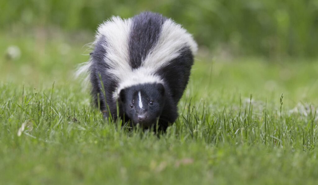 Skunk Removal Richmond Hill