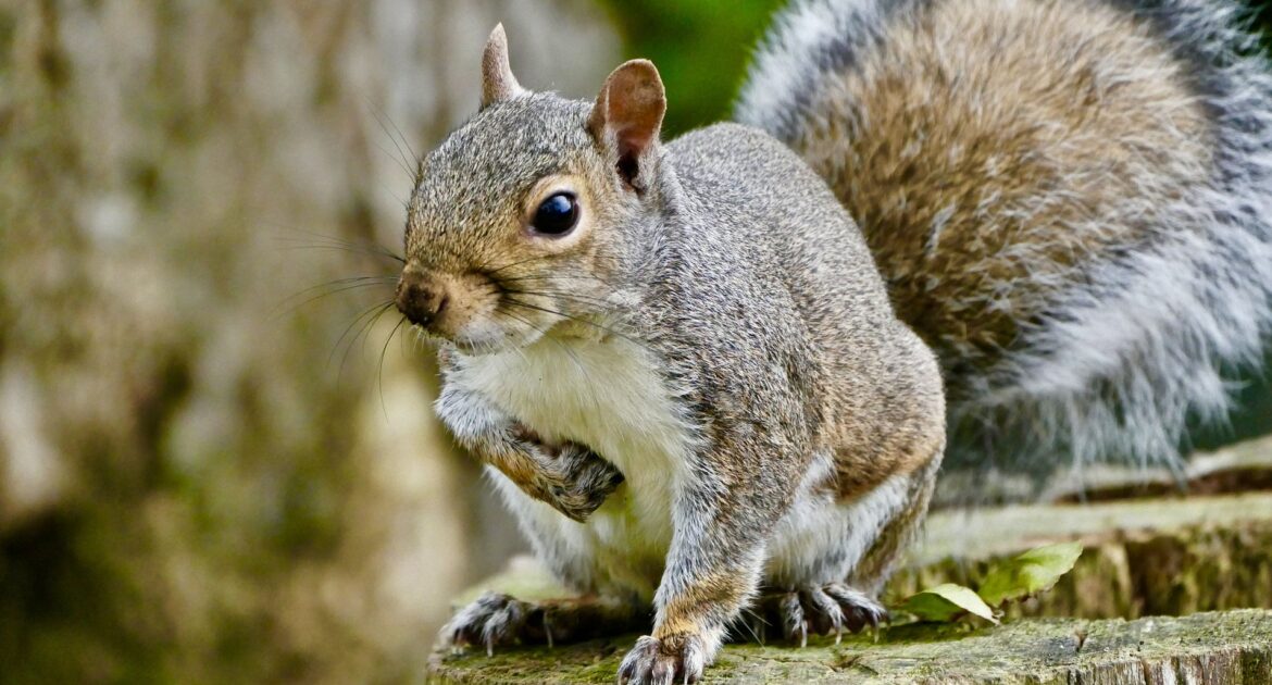 Squirrel Removal York Region