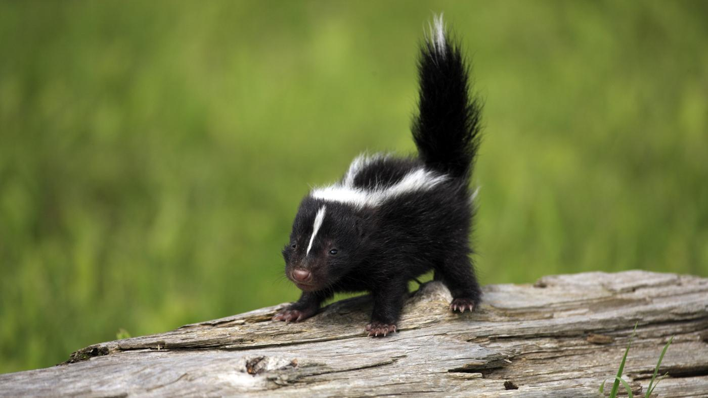 what do baby skunks look like