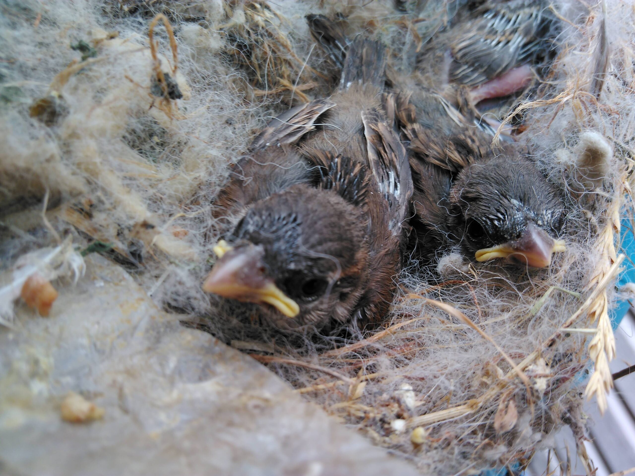 Vaughan Wildlife Removal Why Do Birds Eat Worms 