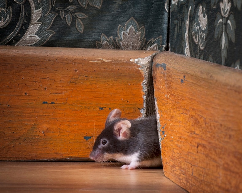 How to Keep Mice Away from Your Bed: 10 Effective Solutions