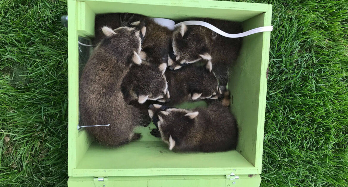 Raccoon Removal Victoria