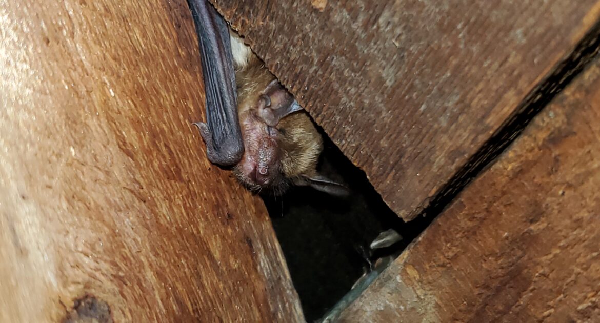 Bat Removal Barrie