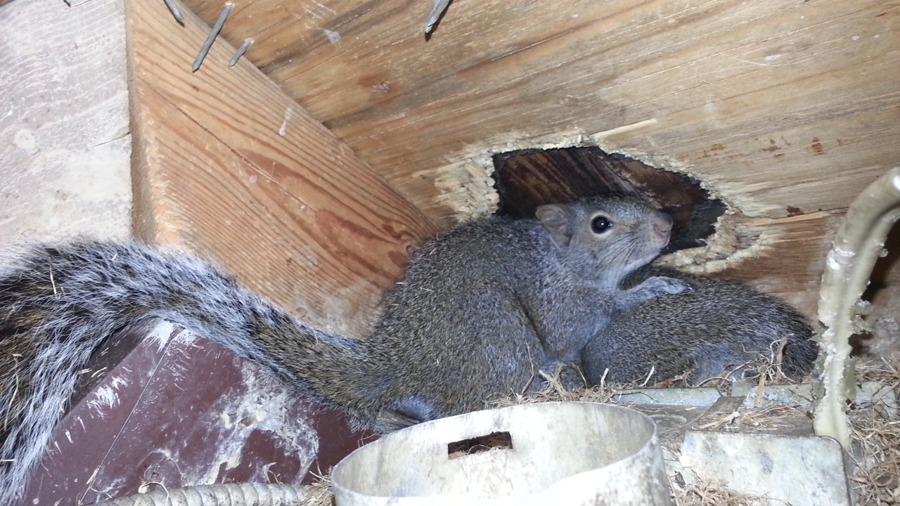 Getting Rid of Squirrels in the Attic