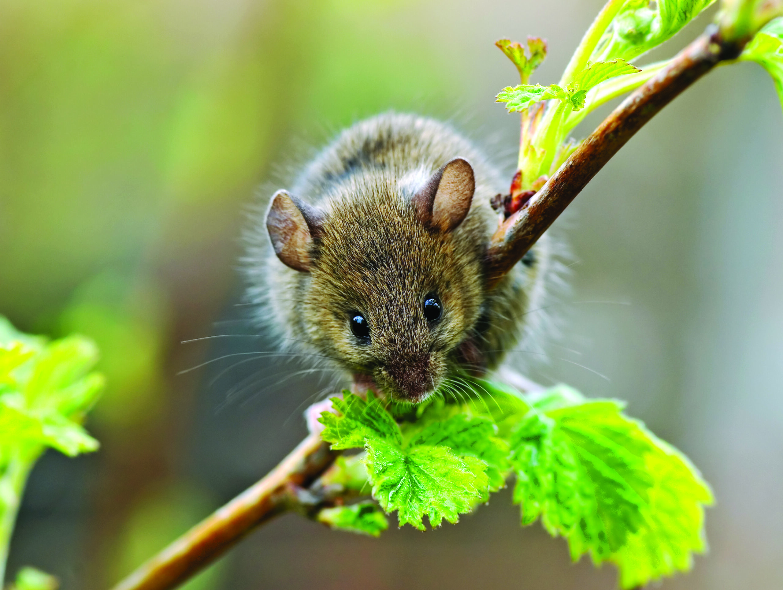 why-is-wildlife-in-my-yard-this-spring