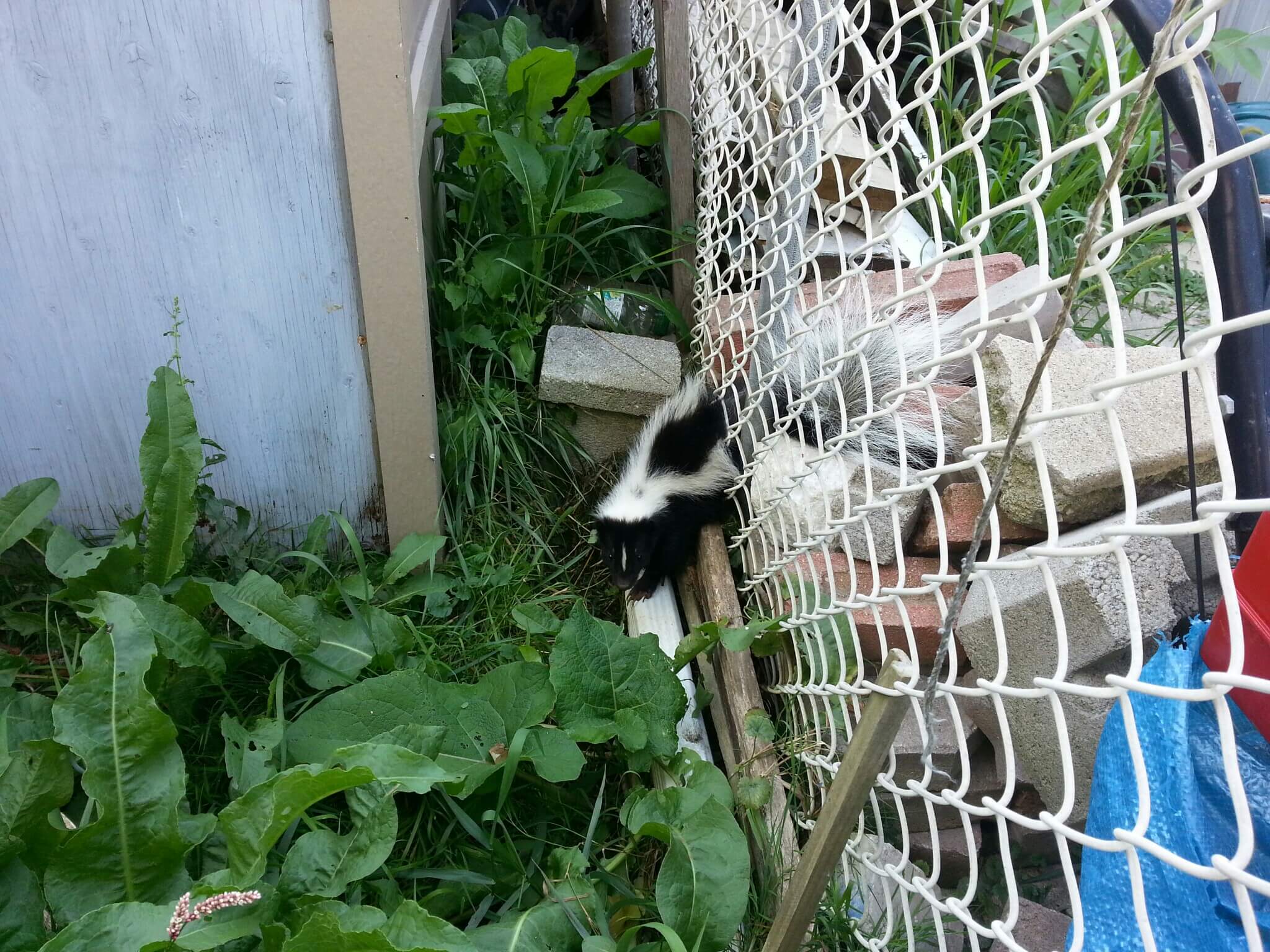 Skunk Removal