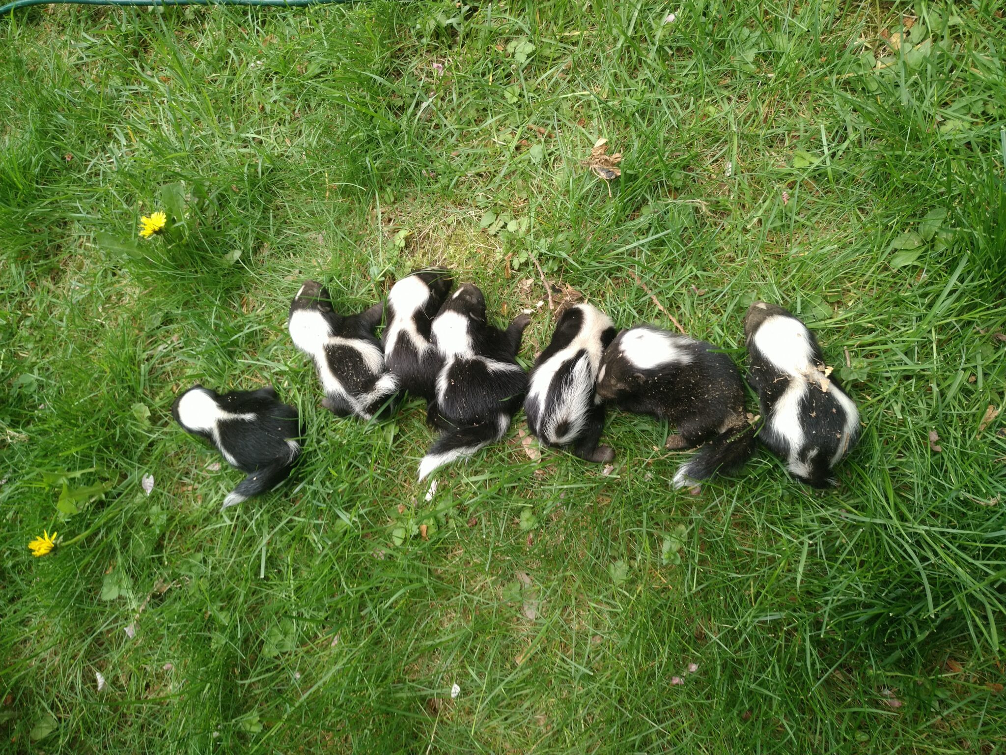 What do Skunk Dens Look Like?