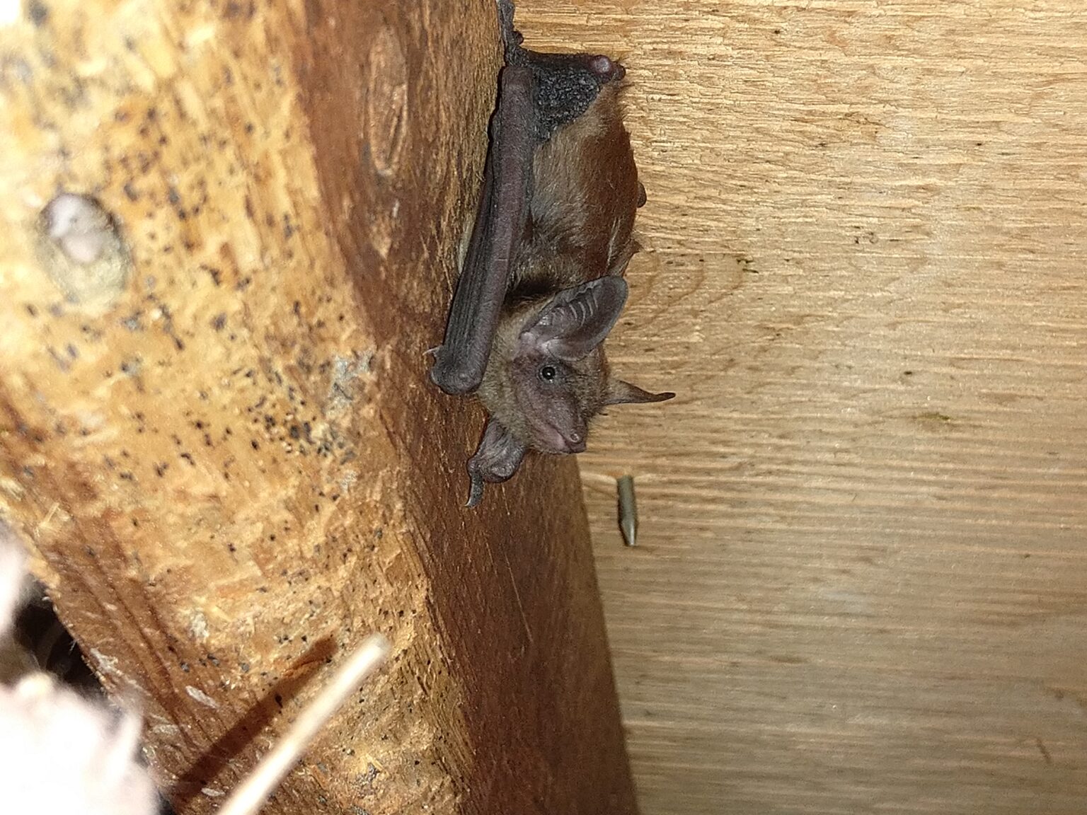 Why Are Bats Dangerous   Bat Sits On Wooden Post Inside Attic  1536x1152 