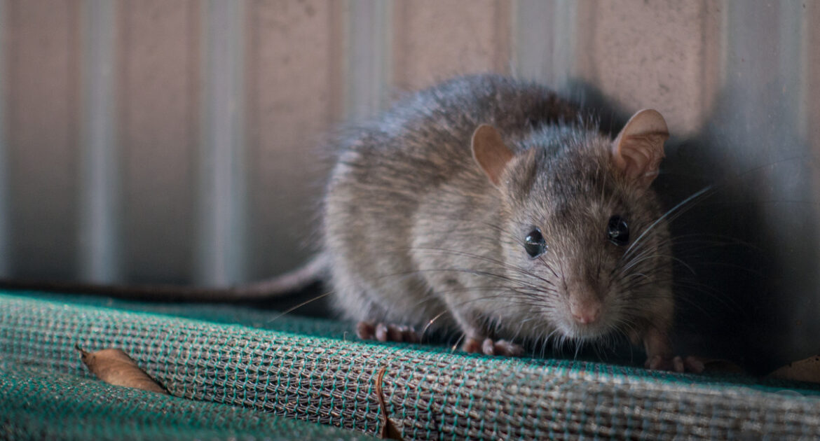 Rat Removal Barrie