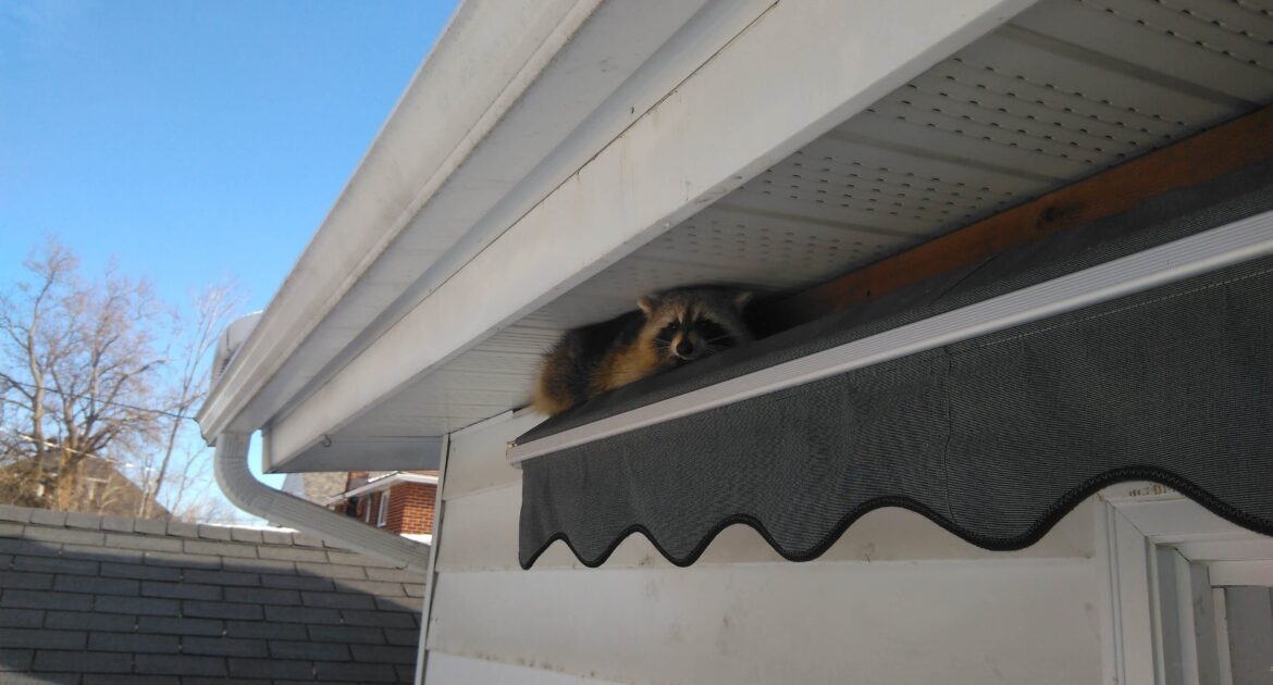 Raccoon Removal Newmarket