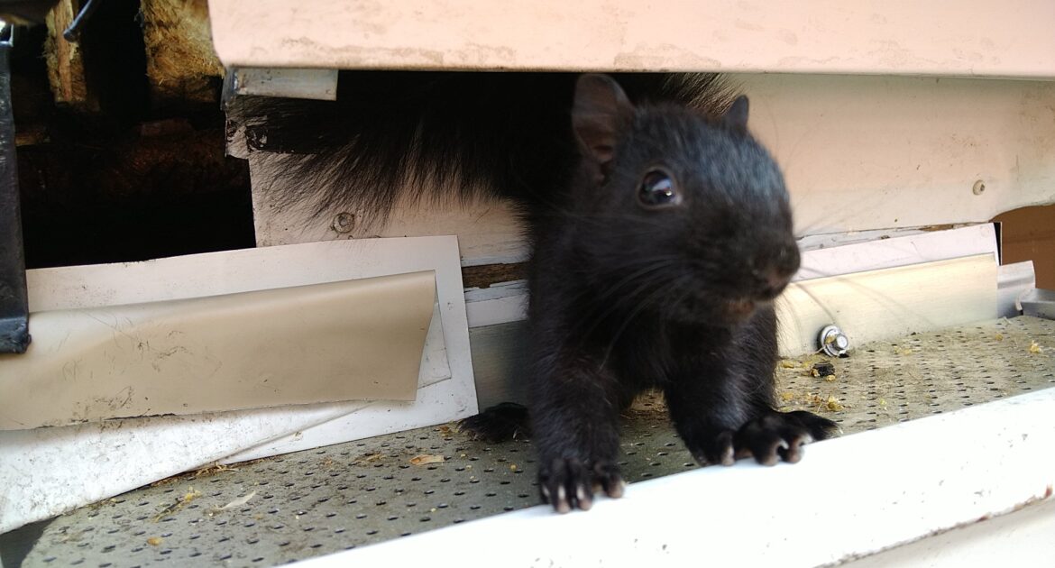 Squirrel Removal Vaughan