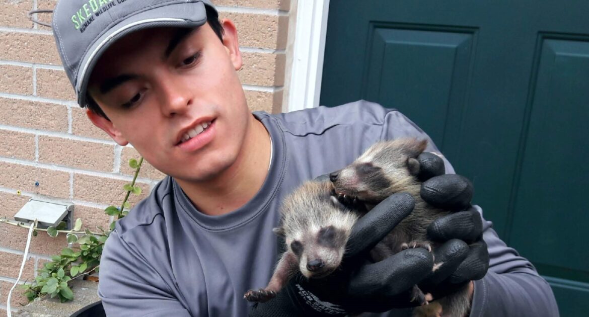 Raccoon Removal Montreal