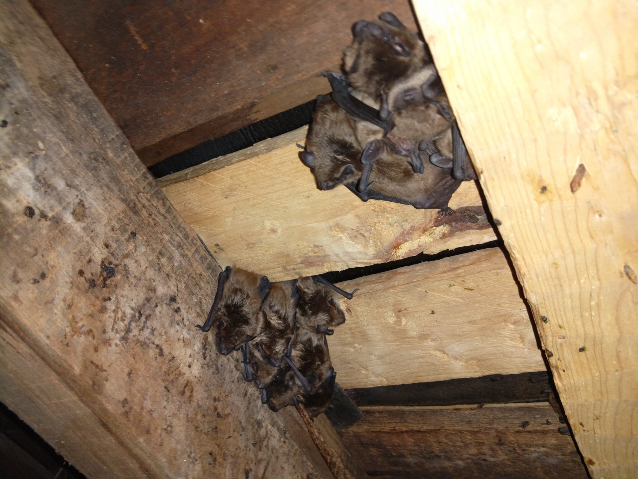 Why Protecting Bats Is So Important   Why Protecting Bats Is So Important 2 2048x1536 