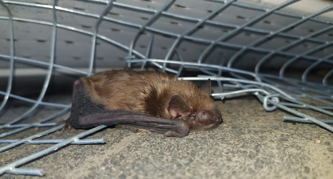 Bat Removal Durham