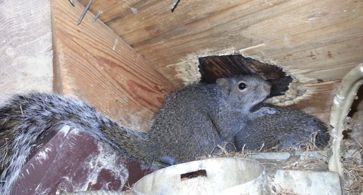 Squirrel Removal Okanagan