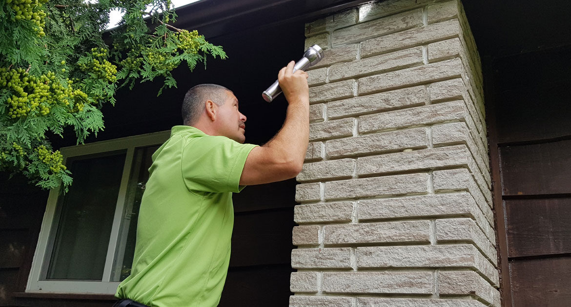 Bat Removal Newmarket