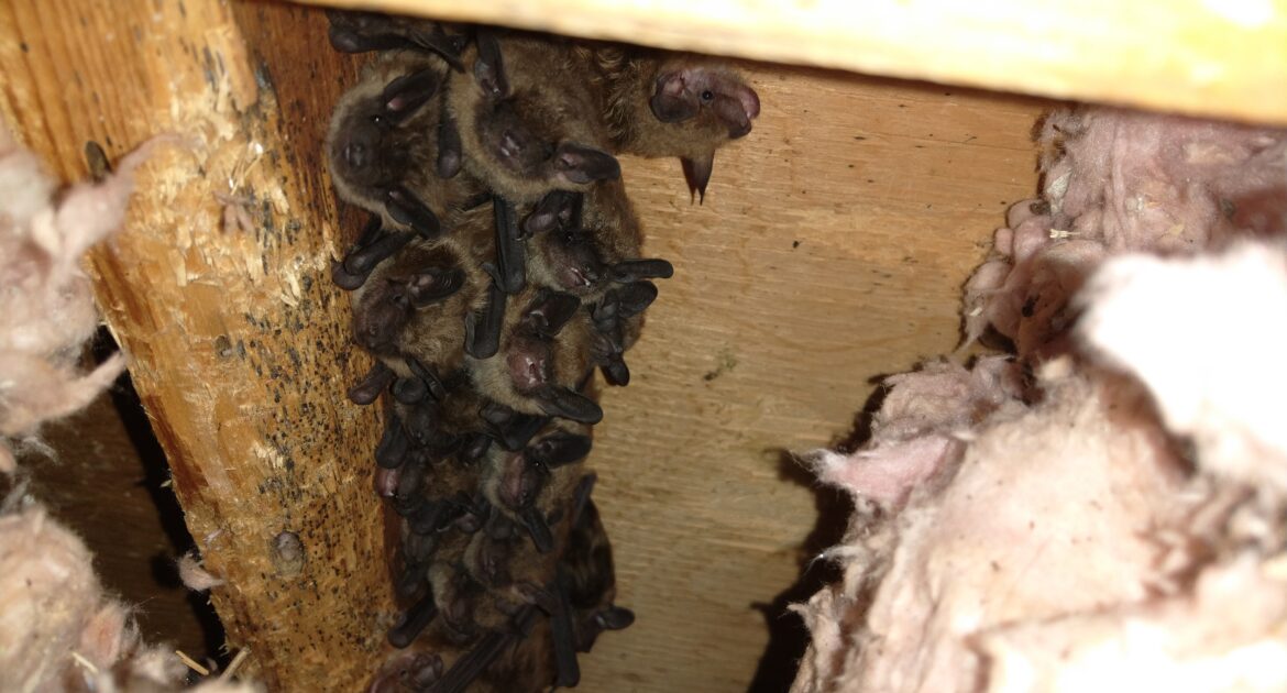 Bat Removal Madison