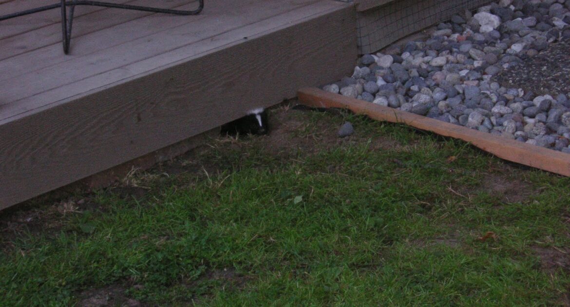 Skunk Removal Madison