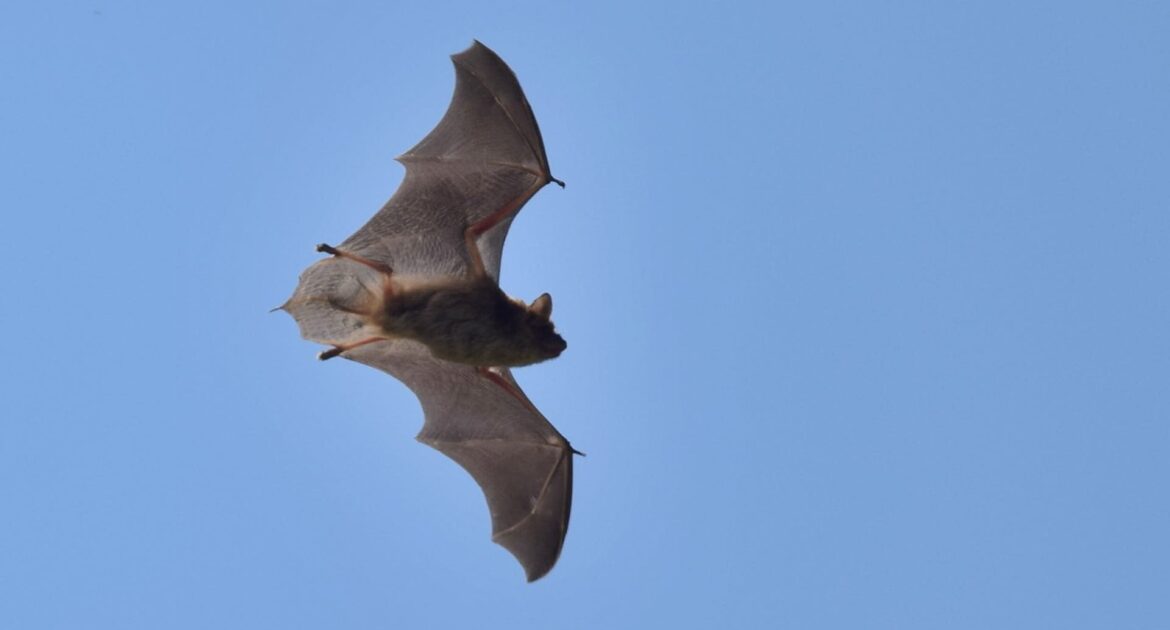 Bat Removal Durham